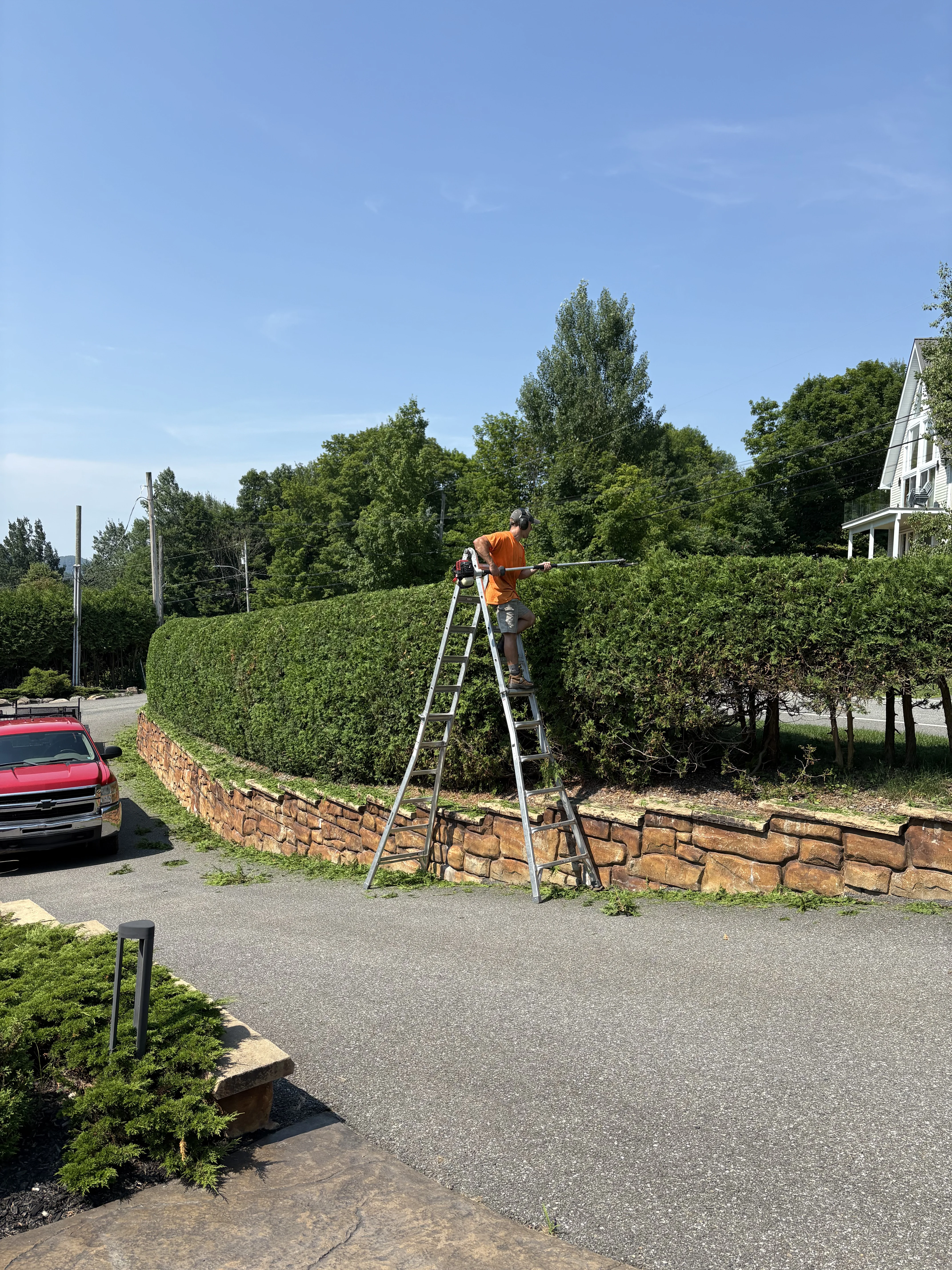 Haie de cèdres taillée de façon uniforme
